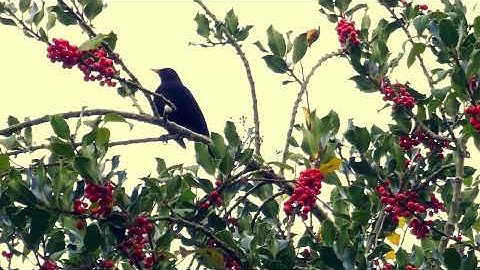 The Glorious Blackbird 