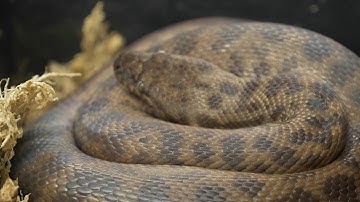 Incubation Techniques - CrittaCam