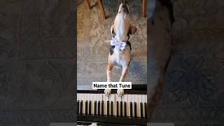 Name That Tune Aroo! #Shortsvideo #Buddymercury #Dog #Dogs #Piano