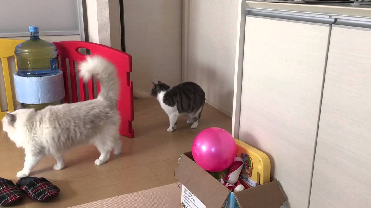 猫の多頭飼い 喧嘩 Youtube