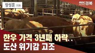 [R]한우 가격 3년째 하락..도산 위기감 고조 / 안동MBC