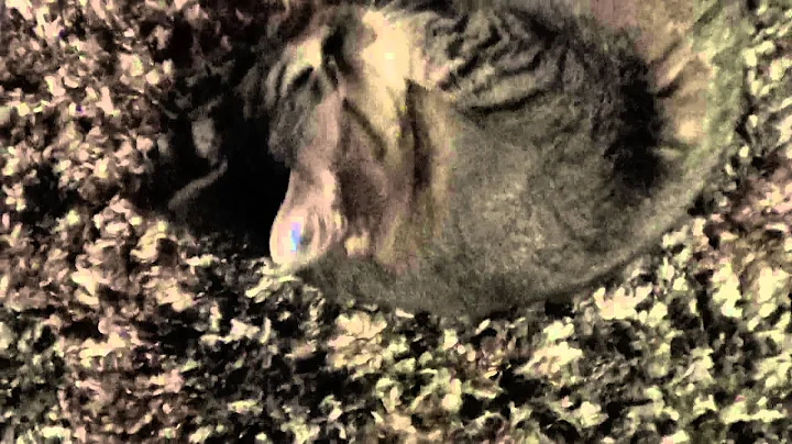 Video 1316001: abyssinian tabby, abyssinian cats love, cat cross