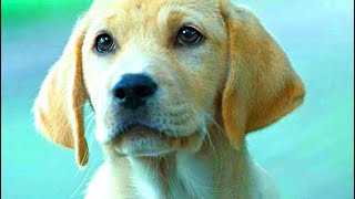 Собачья жизнь: Друзья навек (русский трейлер) 2024