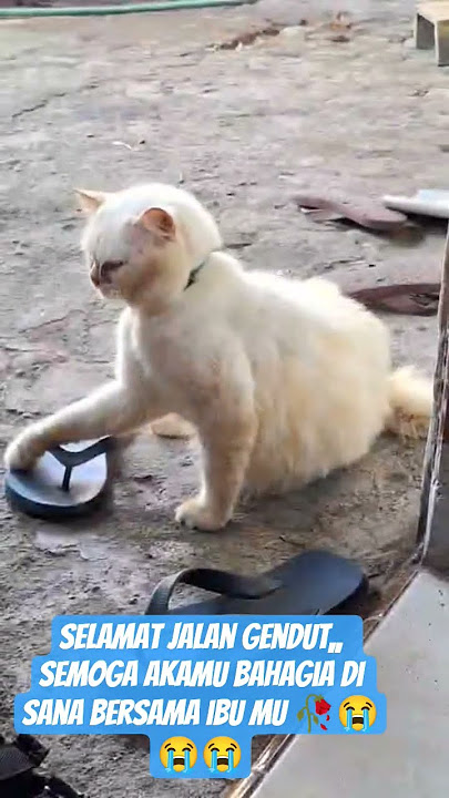 selamat jalan ndud,, maafkan kalau pernah menyakitimu,,, tega banget yg membuang mu ke sumur 😭😭#cat
