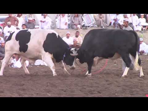 النار وابودينار