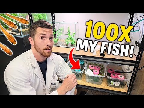 100x Your Fish