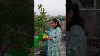 अब लास्ट हार्वेस्टिंग है 😊 #shortvideo #viralvideo #shorts