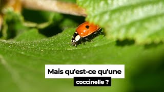 La Coccinelle  cycle de vie et autres informations sur cet insecte