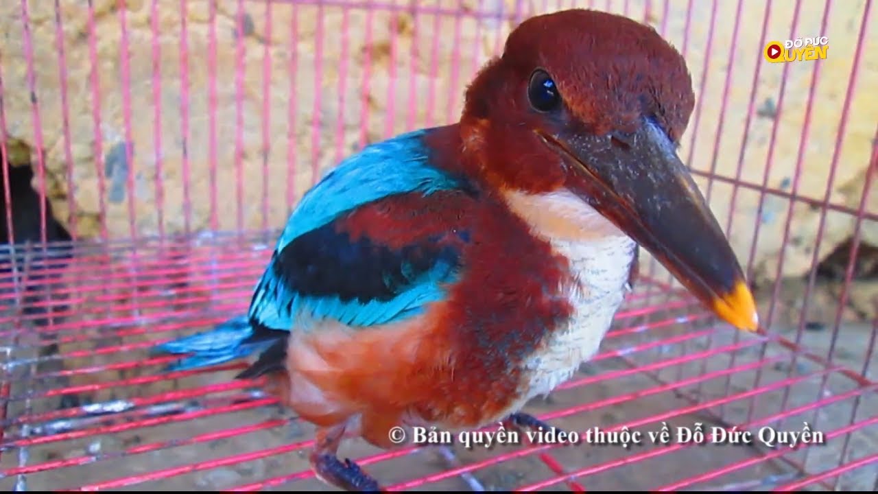 Soi bộ cánh cực đẹp của các loài chim bói cá Việt Nam