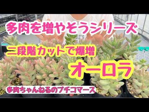 【6カット】セダム『オーロラ』多肉植物　根なし　お試しに♡ 1.5〜2㌢程 楽天市場】セダム・オーロラ（多肉植物） : e-花屋さん