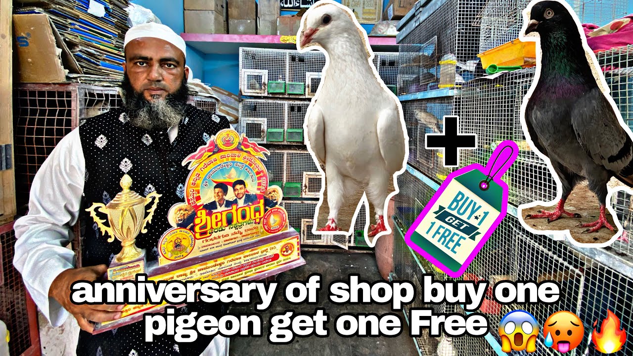 ￼ OLD Line Pigeon for sale in Bangalore 2025🔥🥵👉 9343796855{Buy one get one Free }