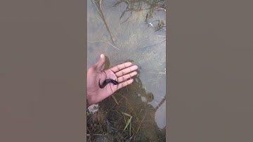 Machhali ke bare me sabse ROCHAK baat! Generated using YouTools https://play.google#fish #video