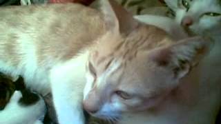 Two Cute Cats Breastfeed Simultaneosuly Two Cute Cats Breastfeed Simultaneosuly