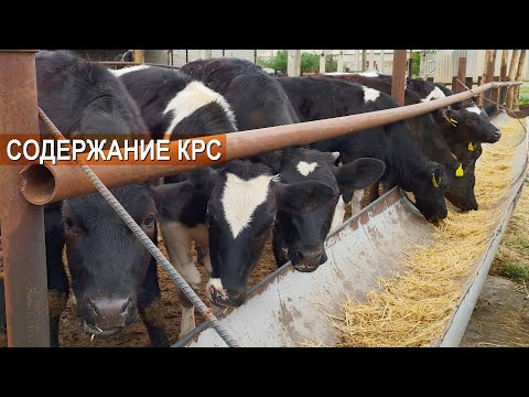 Бизнес в Казахстане. Содержание КРС. Мясной и молочный скот в крестьянском хозяйстве Шерзод 1