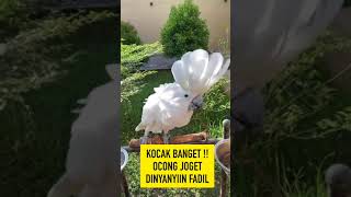KOCAK BANGET OCONG BURUNG FADIL PINTER JOGET DI NYANYIIN