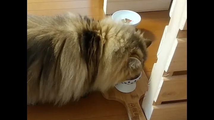 Watch the video about 0216 A cute chinchilla golden Persian cat, her name is Hitomi.Distributed from Japan. #Shorts