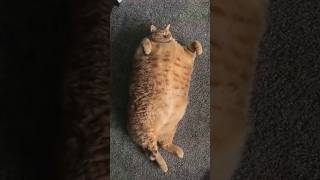 Youre Probably Overfeeding Your Cat