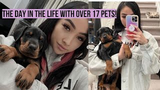 THE DAY IN THE LIFE WITH 17+ PETS