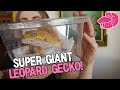 My SUPER GIANT Leopard Gecko! Unboxing And Her New Custom Enclosure