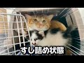 【捨て猫 #6】子猫と先住猫の仁義なき戦い🔥このお家は絶対に譲らにゃい！仲が良いんだか悪いんだかww