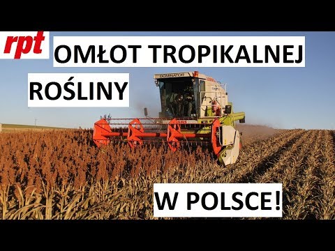 Claas Dominator 150 młóci sorgo