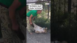 Человек лев в парке Тайган