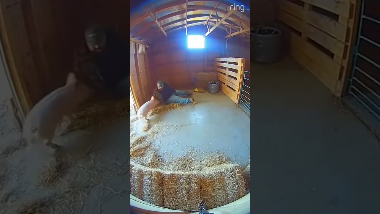 Piglet Steals Broom 🐷 Chaos Ensues in Barn! 😂