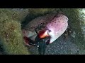 Giant Crab Grabbed My New Underwater Drone Camera!