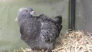 The Daily Life of a Baby Pigeon, DAY 14 He goes out & flaps his wings