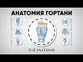 Анатомия гортани