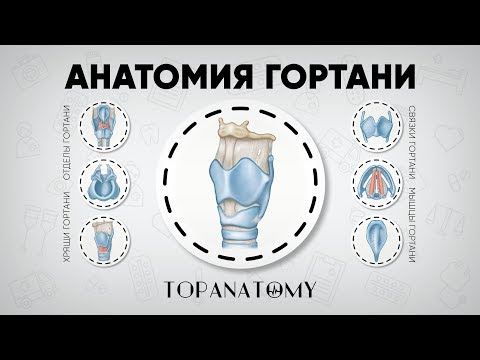 Video: Anatomija I Funkcija Perihondrija