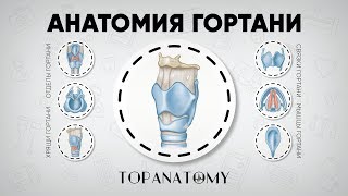 Анатомия гортани