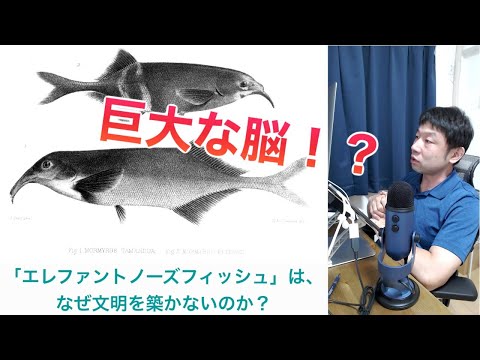 巨大な脳！？「エレファントノーズフィッシュ」は、なぜ文明を築かないのか？ 【AIと遊ぼう! AIRS-Lab #042】 #AIと遊ぼう