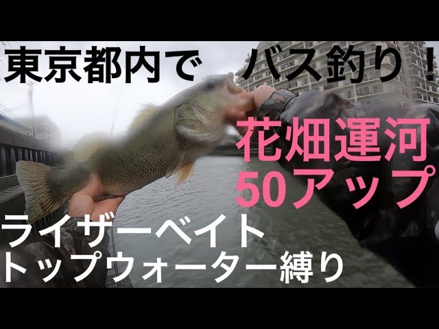 花畑運河50up トップ縛り 関東 東京 都内 バス釣り ポイント ライザーベイト トップウォーター Youtube