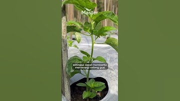 Berbagai Macam Manfaat Daun Cabe