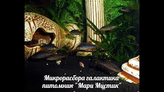 МИКРОРАСБОРА ГАЛАКТИКА - НЕРЕСТ ( МАРИ МИСТИК ) АКВАРИУМ НАНО РЫБКИ МИКРОРАСБОРА ГАЛАКТИКА - НЕРЕСТ ( МАРИ МИСТИК ) АКВАРИУМ НАНО РЫБКИ