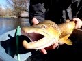 Boise River Trout: Preserving Idaho's Urban Gem