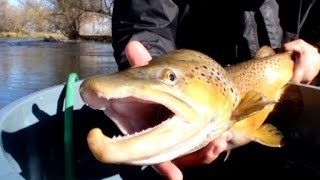 Boise River Trout: Preserving Idaho's Urban Gem