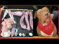 [ASMR MUKBANG] PITBULL EATING RAW DUCK HEAD DUCKFEET!RAW MEATS!