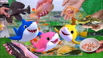 Tổng hợp các video cá cảnh đẹp, động vật dễ thương, vịt, cá rồng, cá sấu, cá vàng