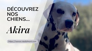 Découvrez nos Chiens...Akira by Les Chiens font leur Cinéma 87 views 1 month ago 1 minute, 36 seconds