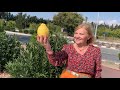 Кіпр навесні. Цитрусові фрукти на Кіпрі, перелік: мандарини, лимони та апельсини. Нотатки на глобусі