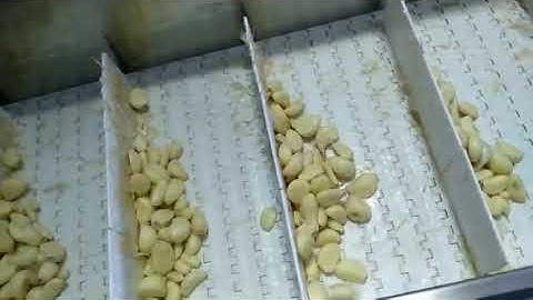 Angelon garlic color sorter in Miami USA to sort white skin garlic/jasmine@ajlong.cn