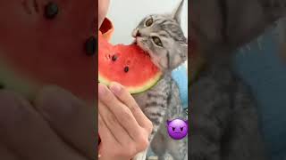 very hungry cat / eats a treat part 60