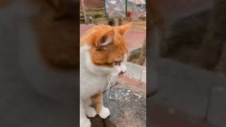 Funny Cute Cats