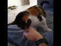 23 Year Old Cat Purring For Ear Scratches ❤️