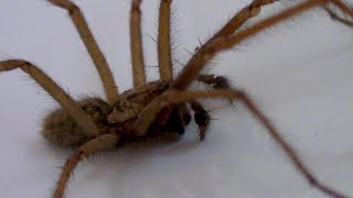 Giant House Spider In The Bath - Eratigena Atrica