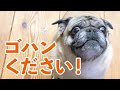 待て！が微妙にできていない食いしん坊パグ〈動画でもお茶目っ子日記〉