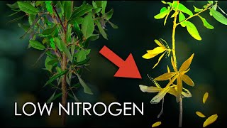 How To Tell If Your Plant Needs Nitrogen