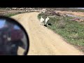 Wild idaho sheep roadblock graveyard point 4162024 by manicbeastboise